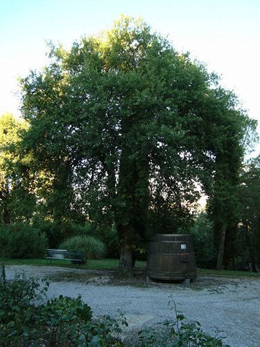 Agriturismo Il Villino Fonterutoli Exterior photo